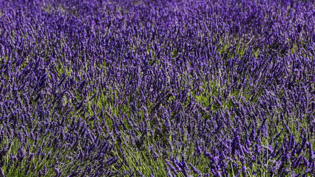 Campos de Lavanda — desktop