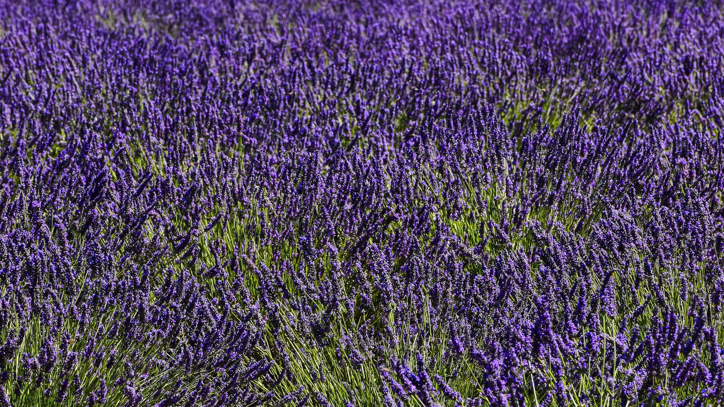 Campos de Lavanda